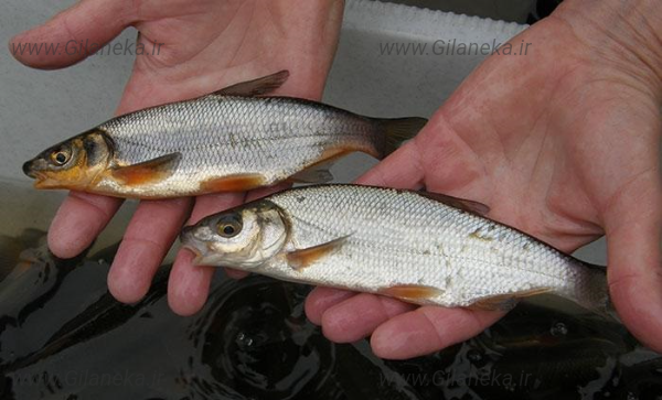 ماهی کولی گیلانی کا