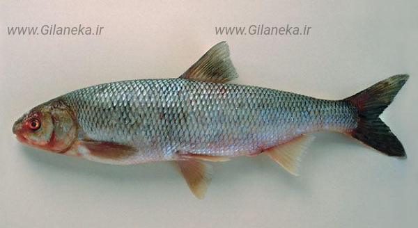 ماهی سفید گیلانی کا