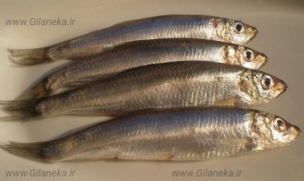 ماهی کیلکا گیلانی کا