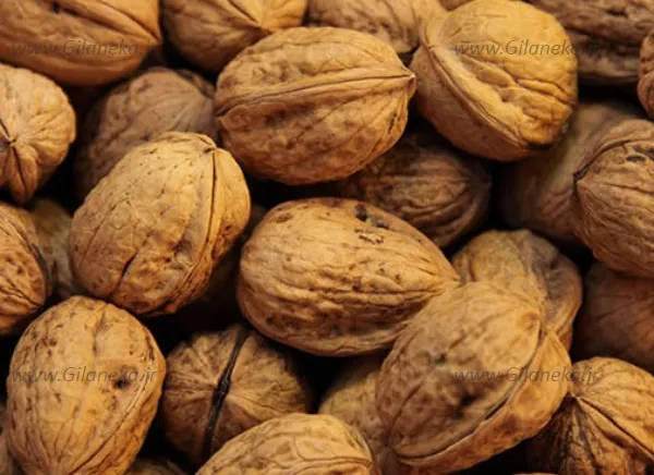 گردو برای کبد چرب