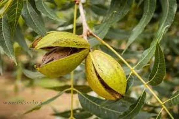 عکس گردو پکانی رسیده