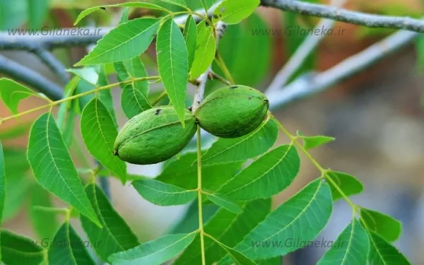 عکس درخت گردو پیکانی محصول داده