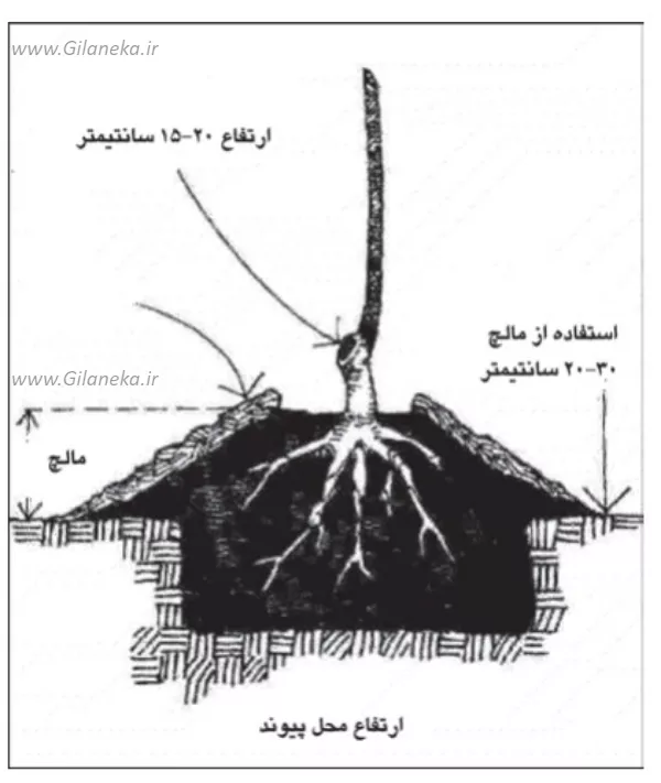 ارتفاع محل پیوند پیوند بايد در ارتفاعي از پايه زده شود