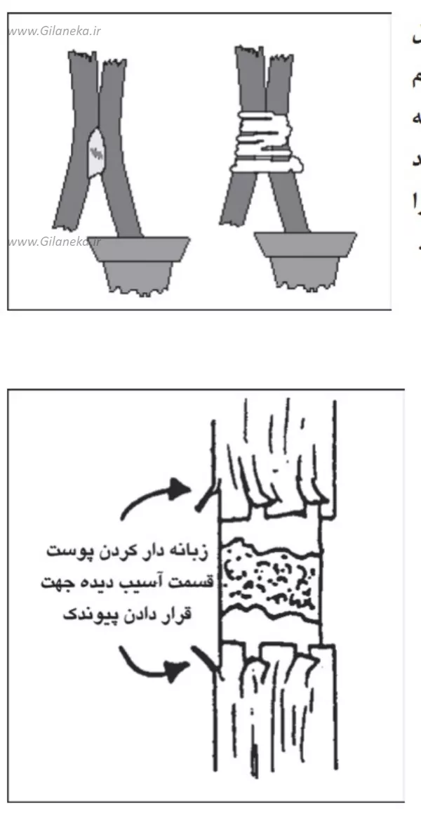 پيوند پلي