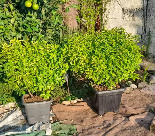 شمشاد طلایی سایز بزرگ شمشاد زیبا و پر در جعبه شمشاد در فضای سبز