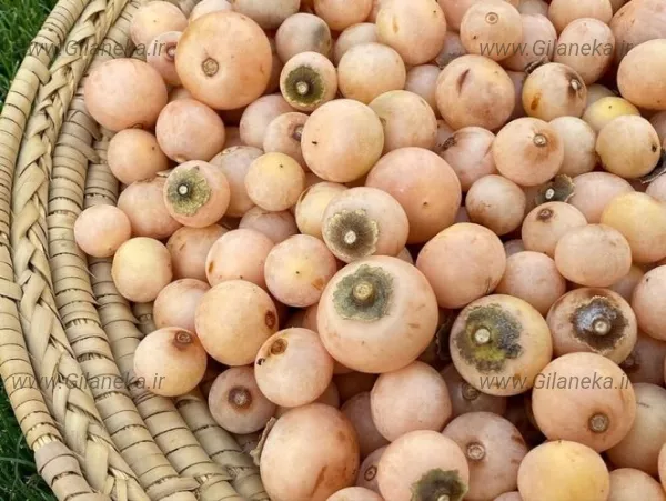 میوه سپستان میوه گرمسیری در سبد میوه سپستان برای رفع سرفه و خشکی گلو