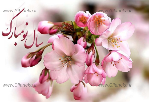 گل بهاری تبریک سال نو