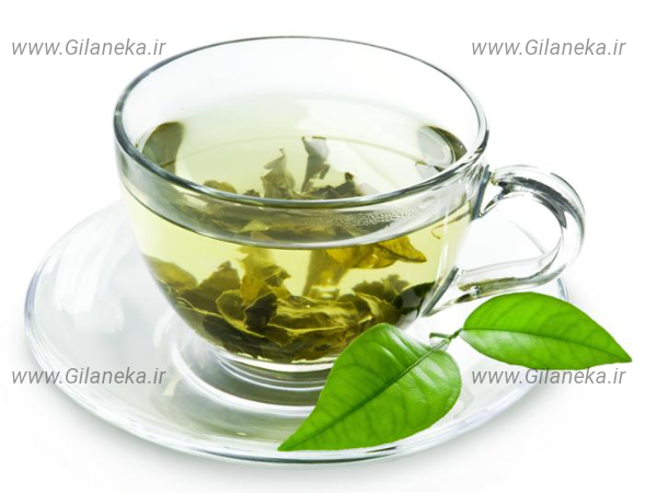 چای سبز سایت گیلانیکا