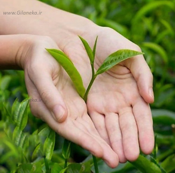 چای لاهیجان 1401